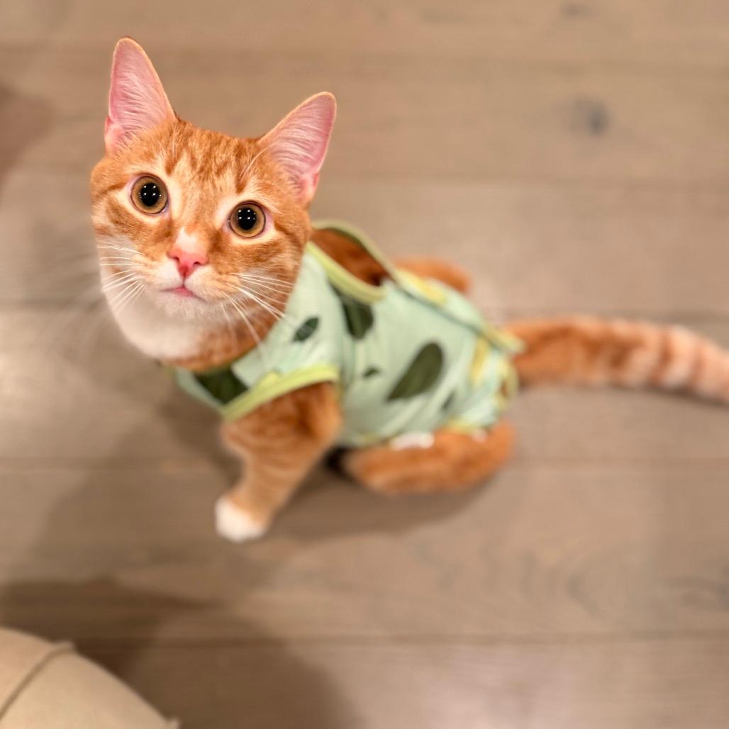 Slinky SPECIAL NEEDS