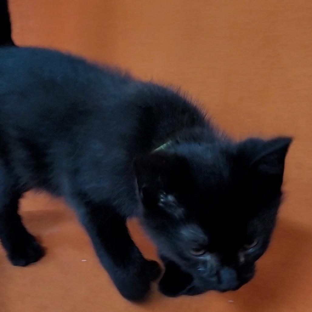 Mikee (lime green collar)