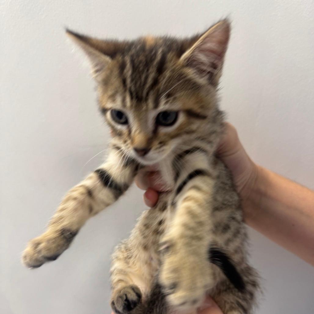 Carrie (Purple Collar)