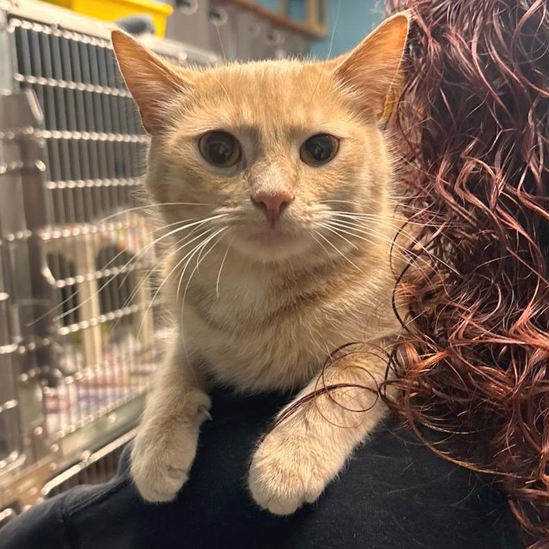 Rosy - Petsmart Belleville