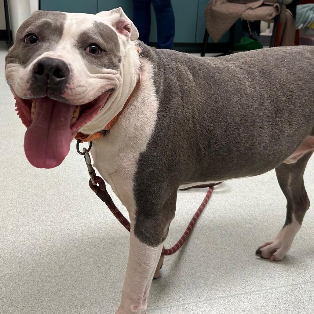 Polo- $99- See my video!!