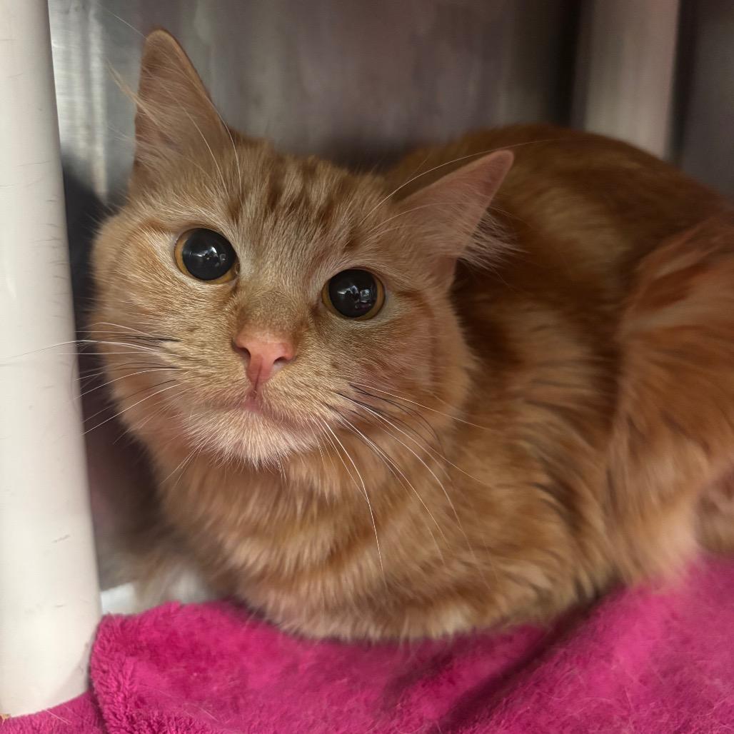 Gumball - Petsmart Belleville