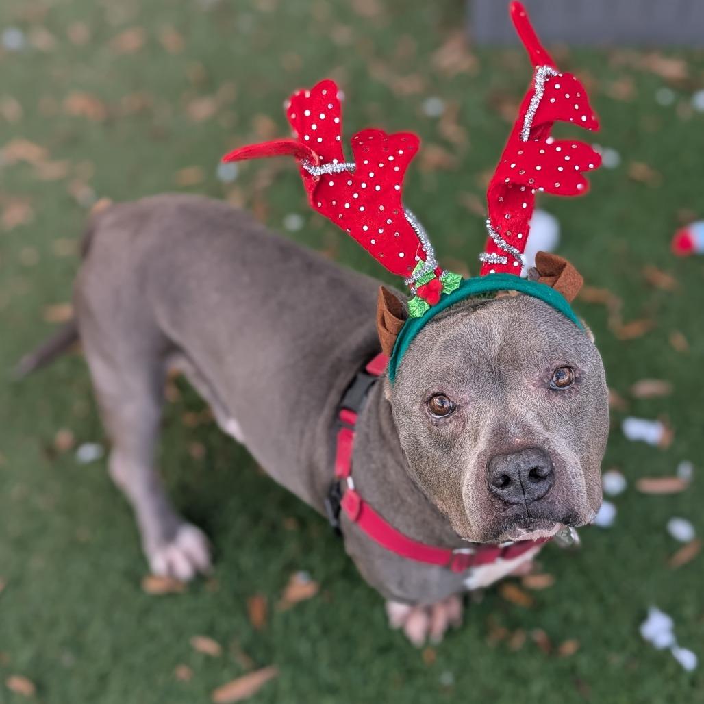 Mr. Potato HW+ 25-3484