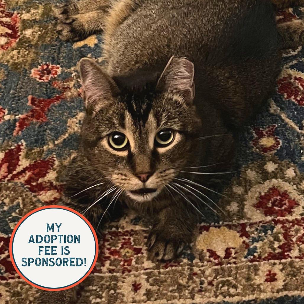 Broccoli - IN FOSTER