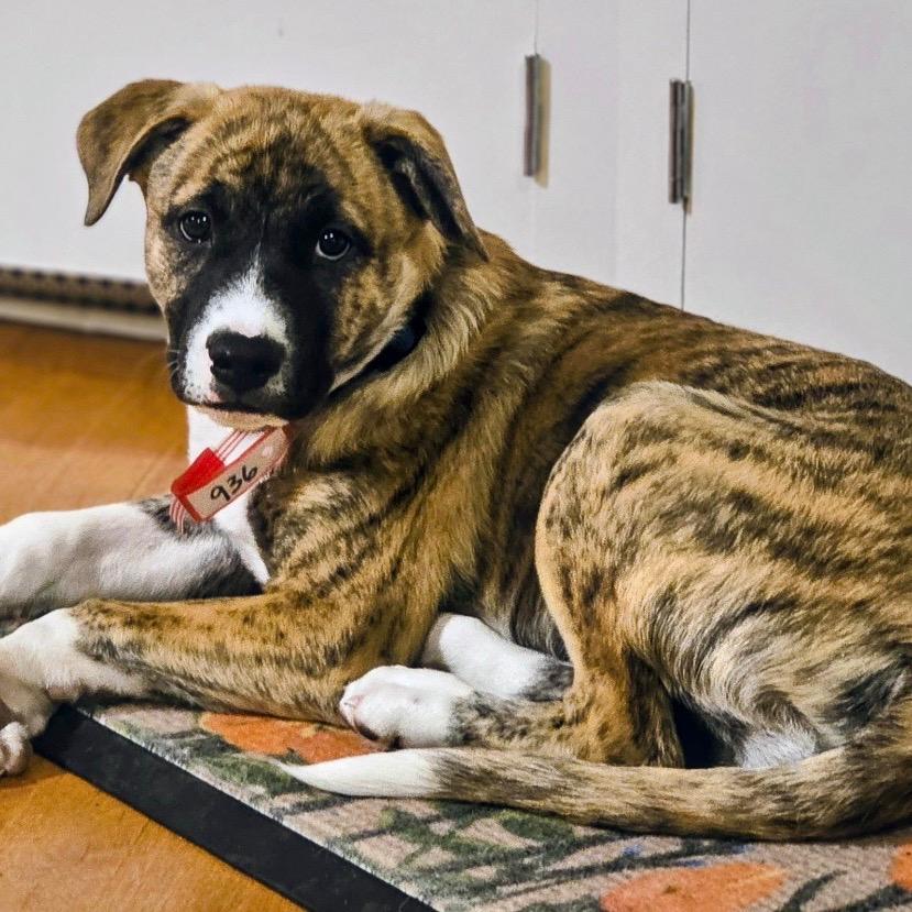 936 (2025) Biggie Smalls