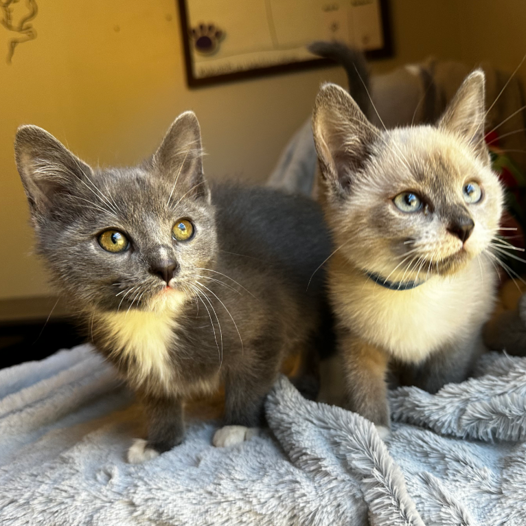 Green Bean & Turkey (Bonded Pair)