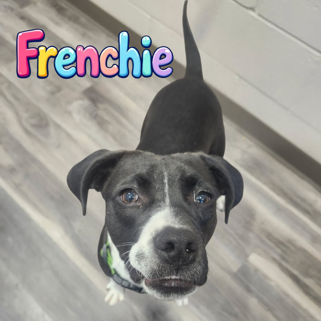 Frenchie