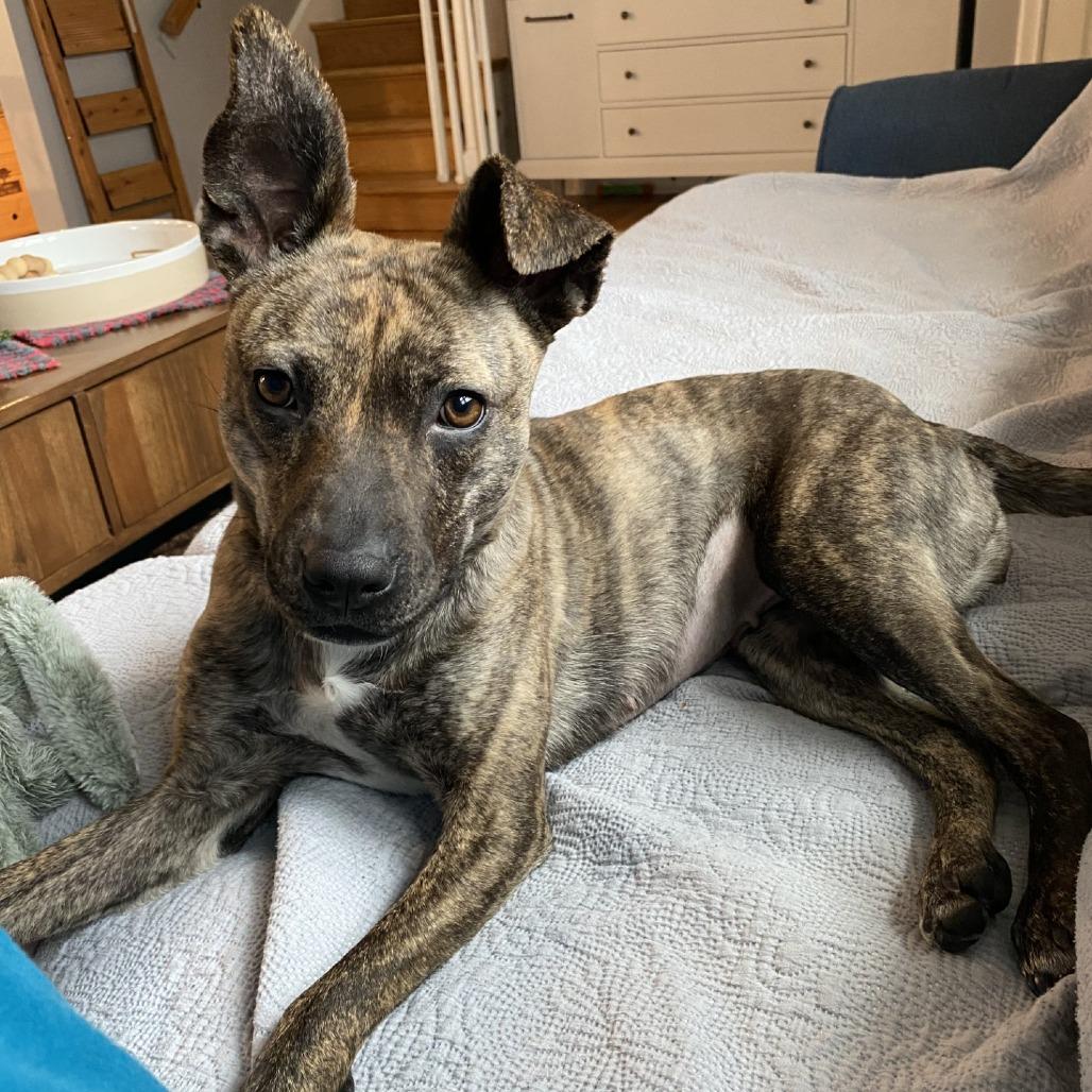 Pip-Squeak - IN FOSTER