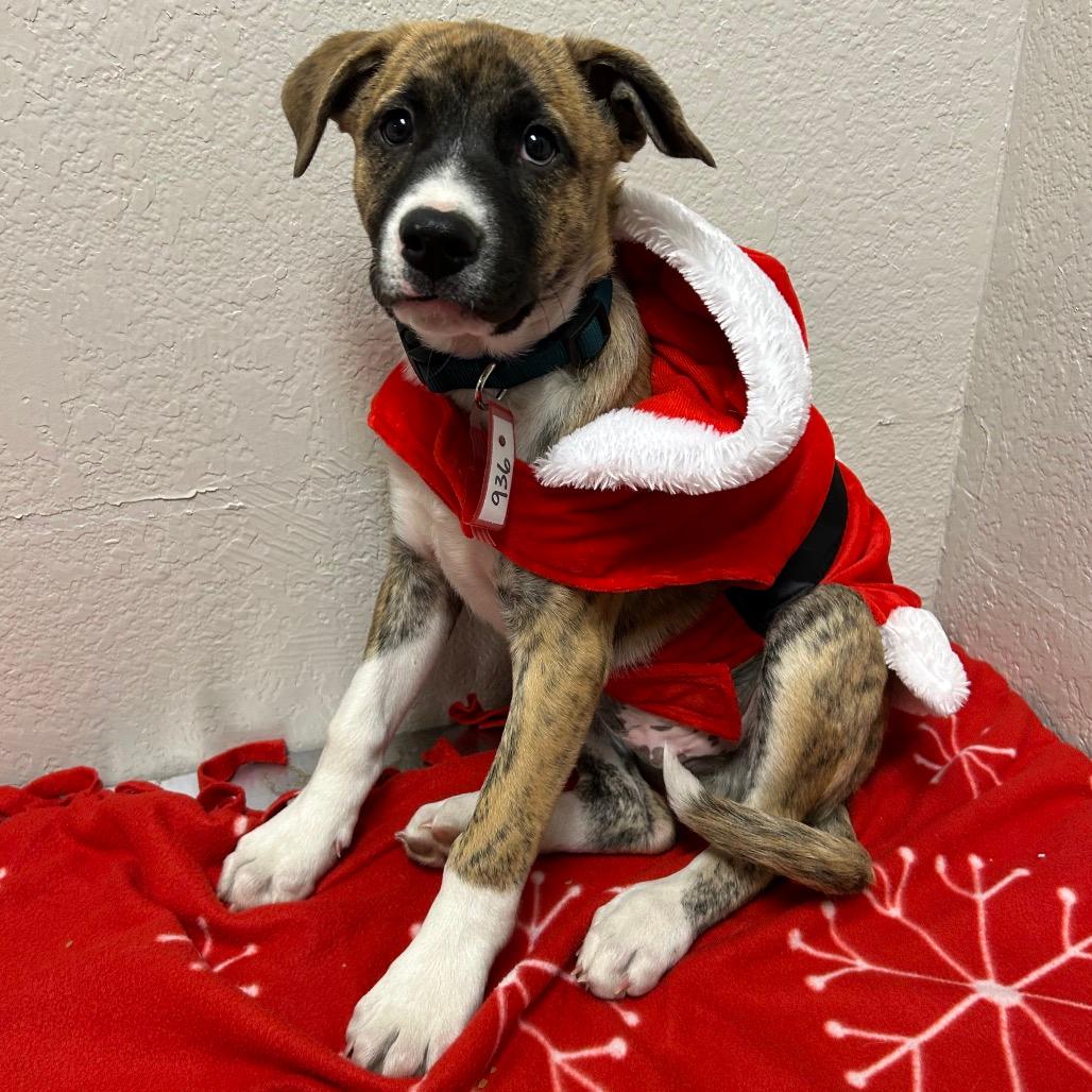 936 (2025) Biggie Smalls