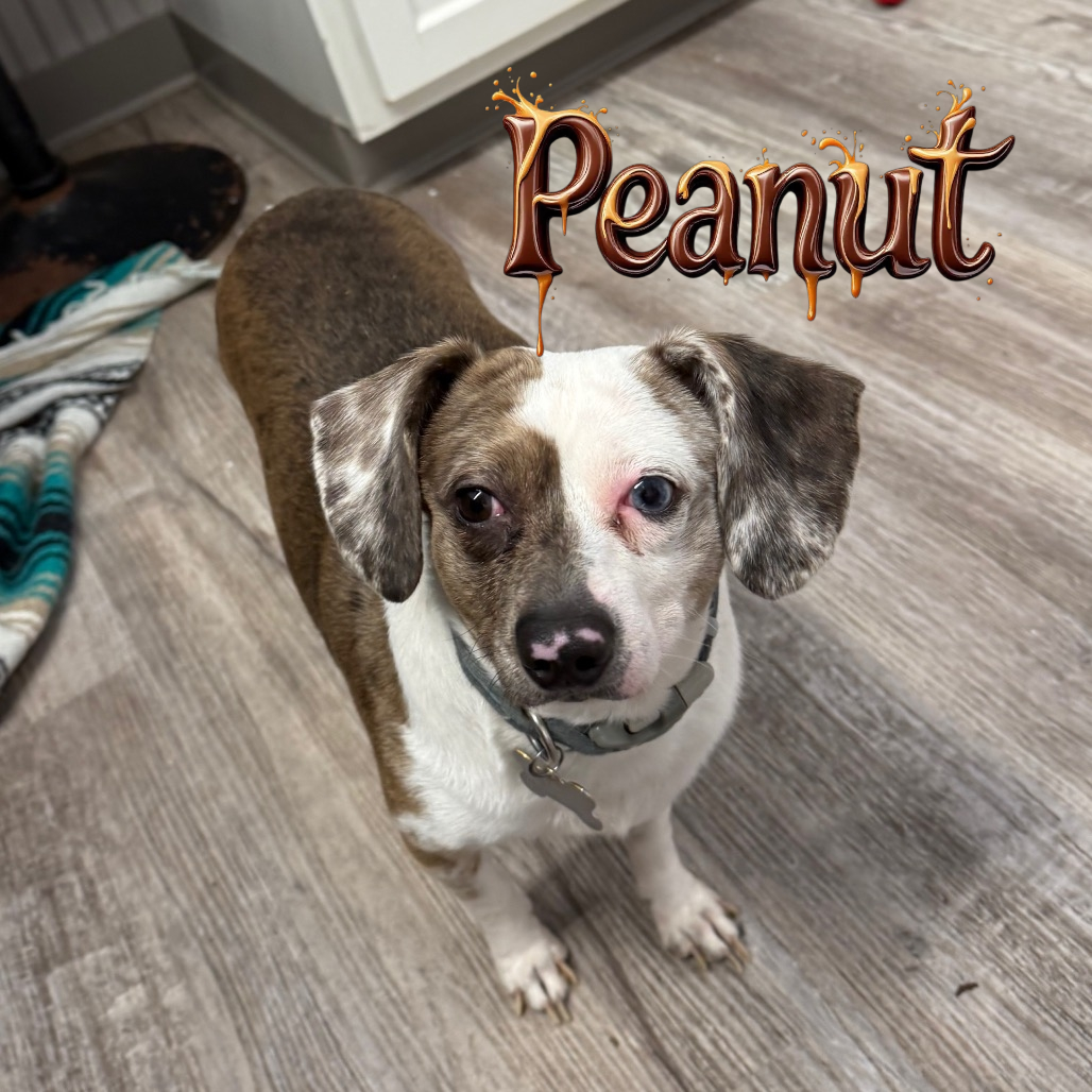 Peanut