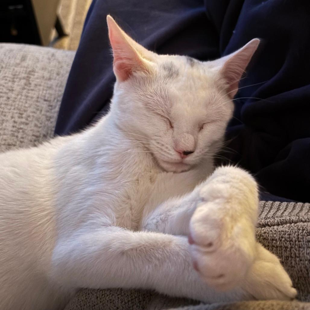 Snowball - Westmere Kitten 2