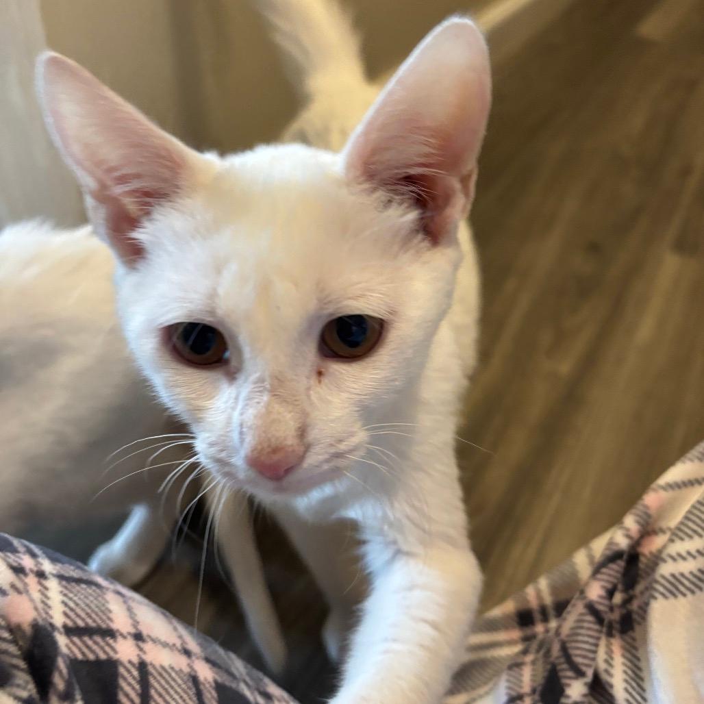 Casper -Westmere Kitten 1