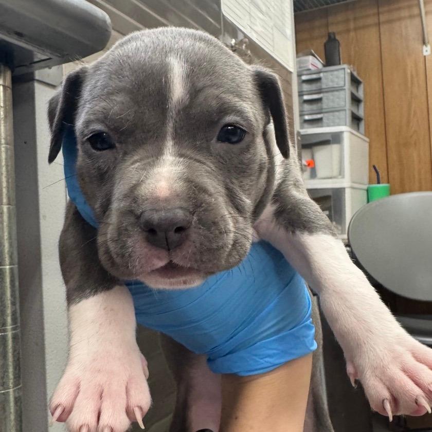 Roadster *Coming Soon*