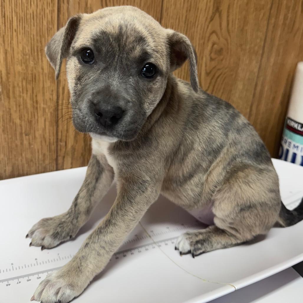 Sugarplum *Coming Soon*