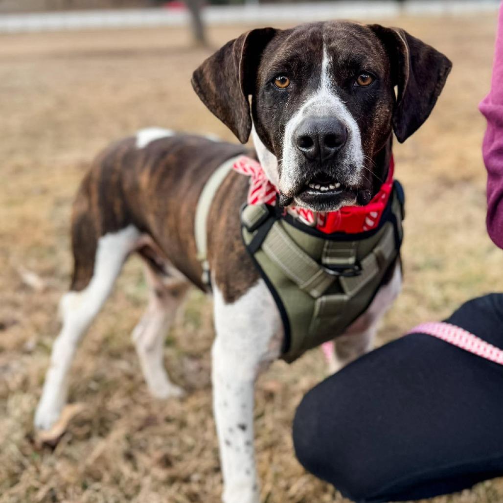 Rico (Adoption Fee-SPONSORED!)