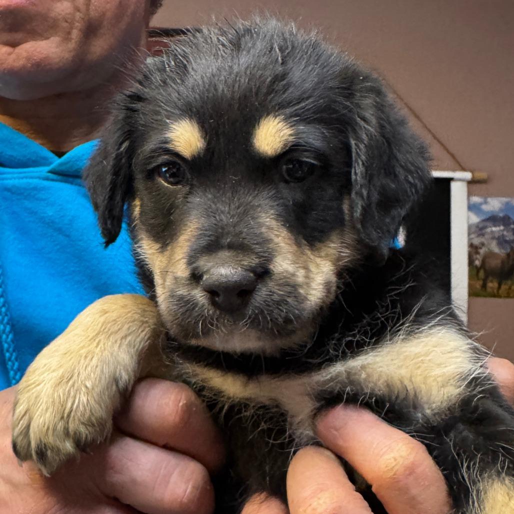 NY Ranger Avail Dec 20 (Tractor Supply Patterson)