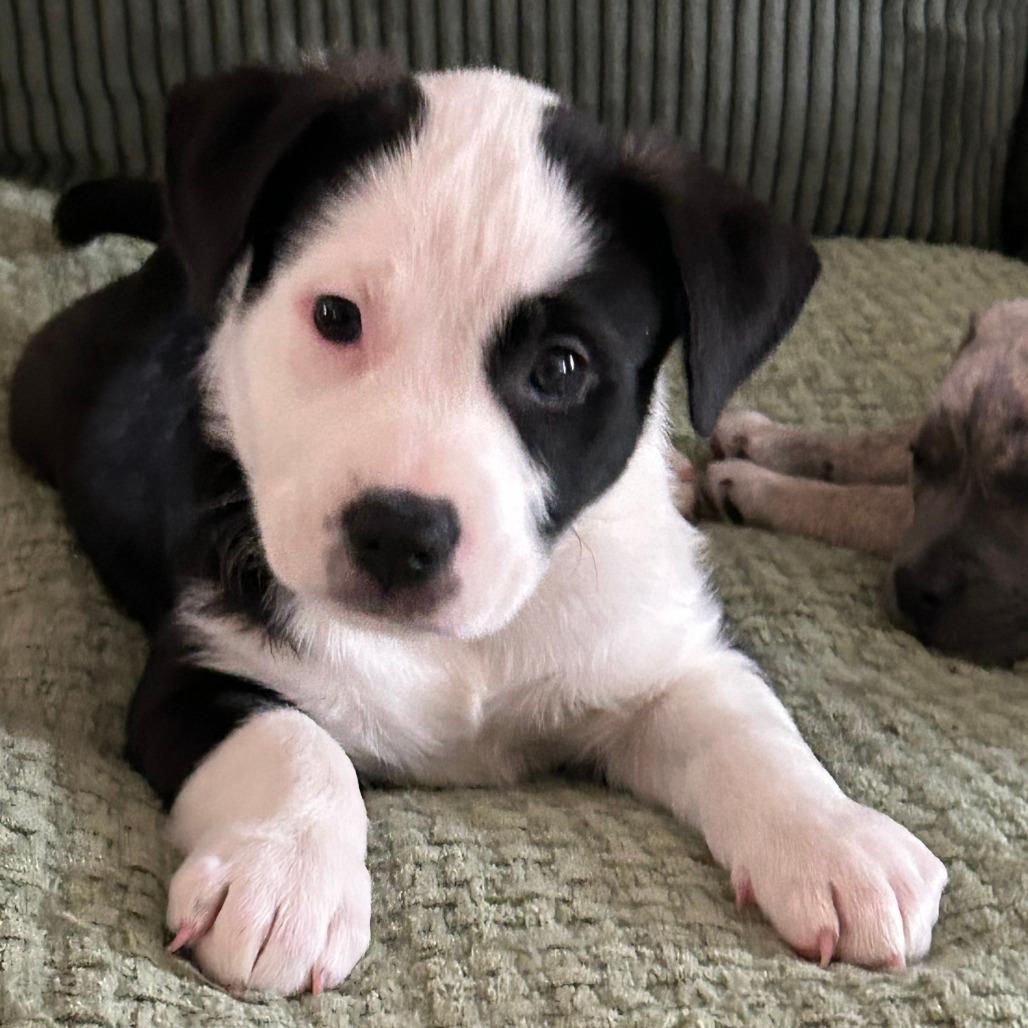 Frostie *Coming Soon*