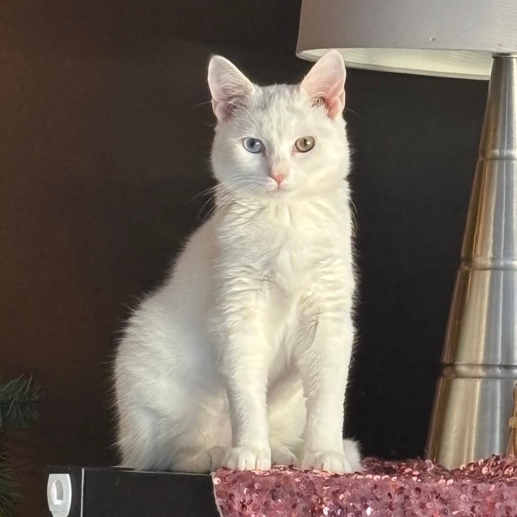 Marshmallow- Westmere Kitten 3