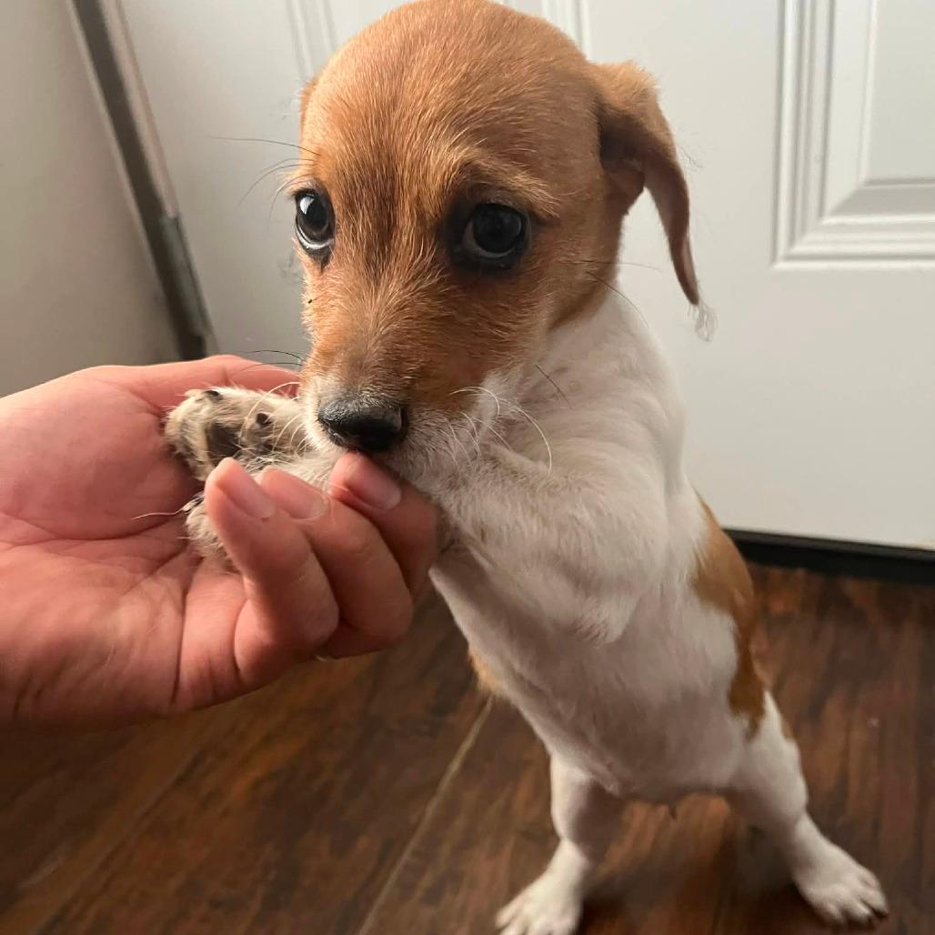 Puppy Jack Russell mix