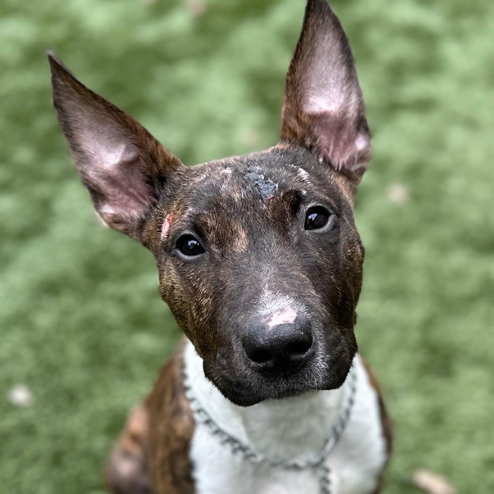 Simon (puppy) - ECAS