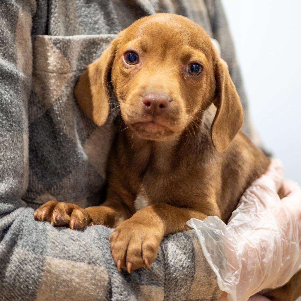 Pie Puppies: Pumpkin