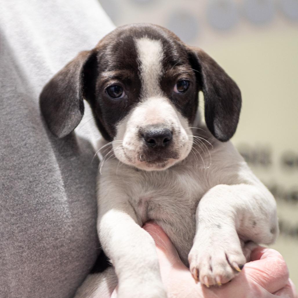 Pie Puppies: Bourbon Pecan