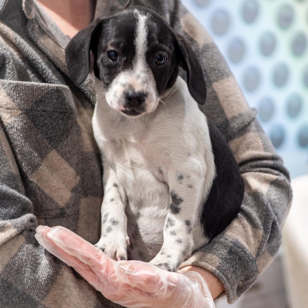 Pie Puppies: Strawberry Rhubarb