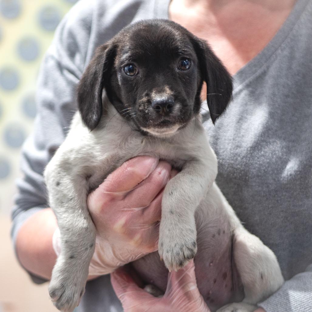 Pie Puppies: Shoofly