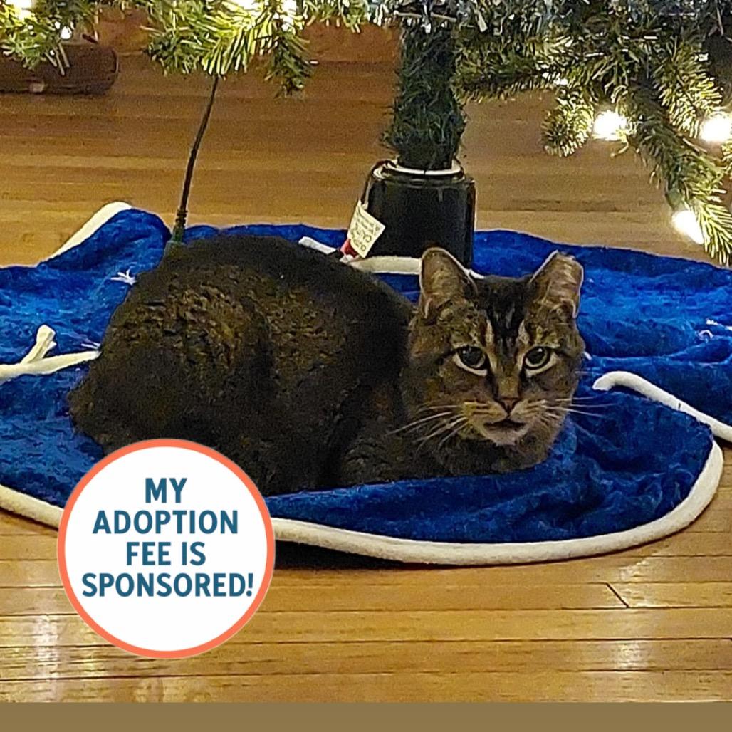 Broccoli - IN FOSTER