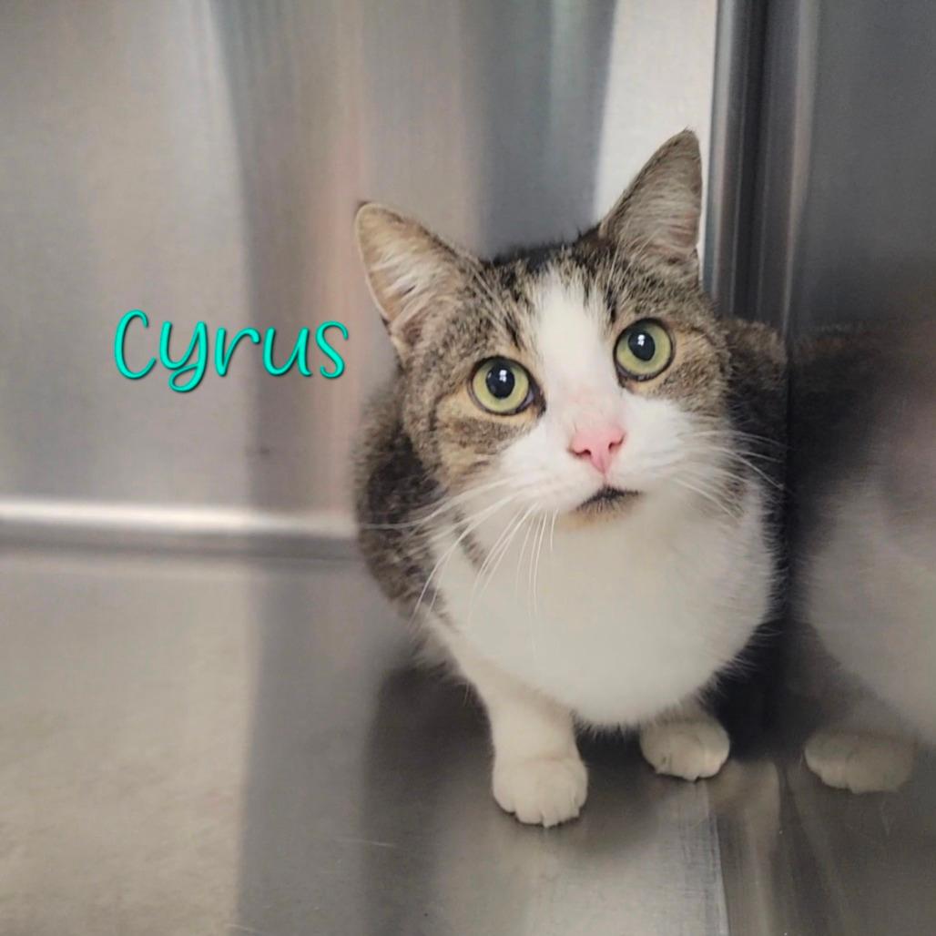 Cyrus