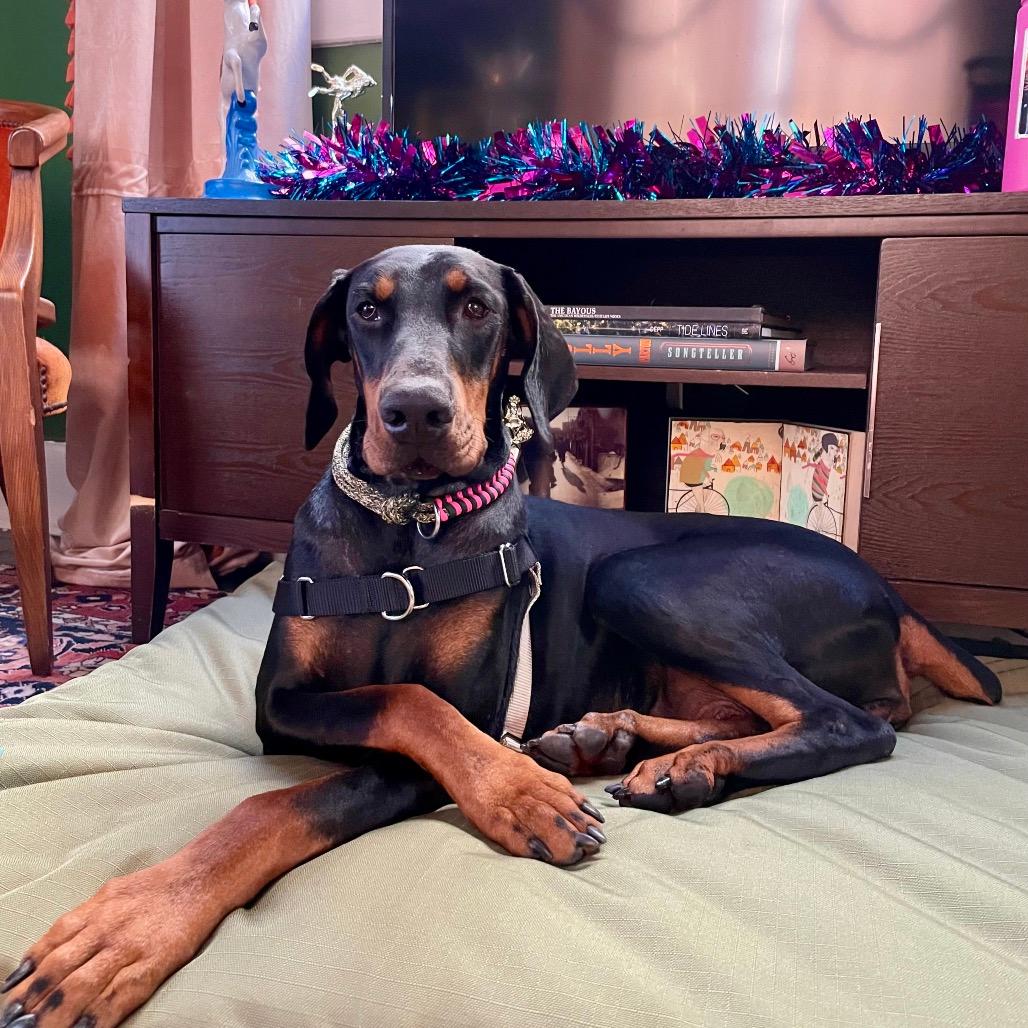 Yara (Benefactor Dog)