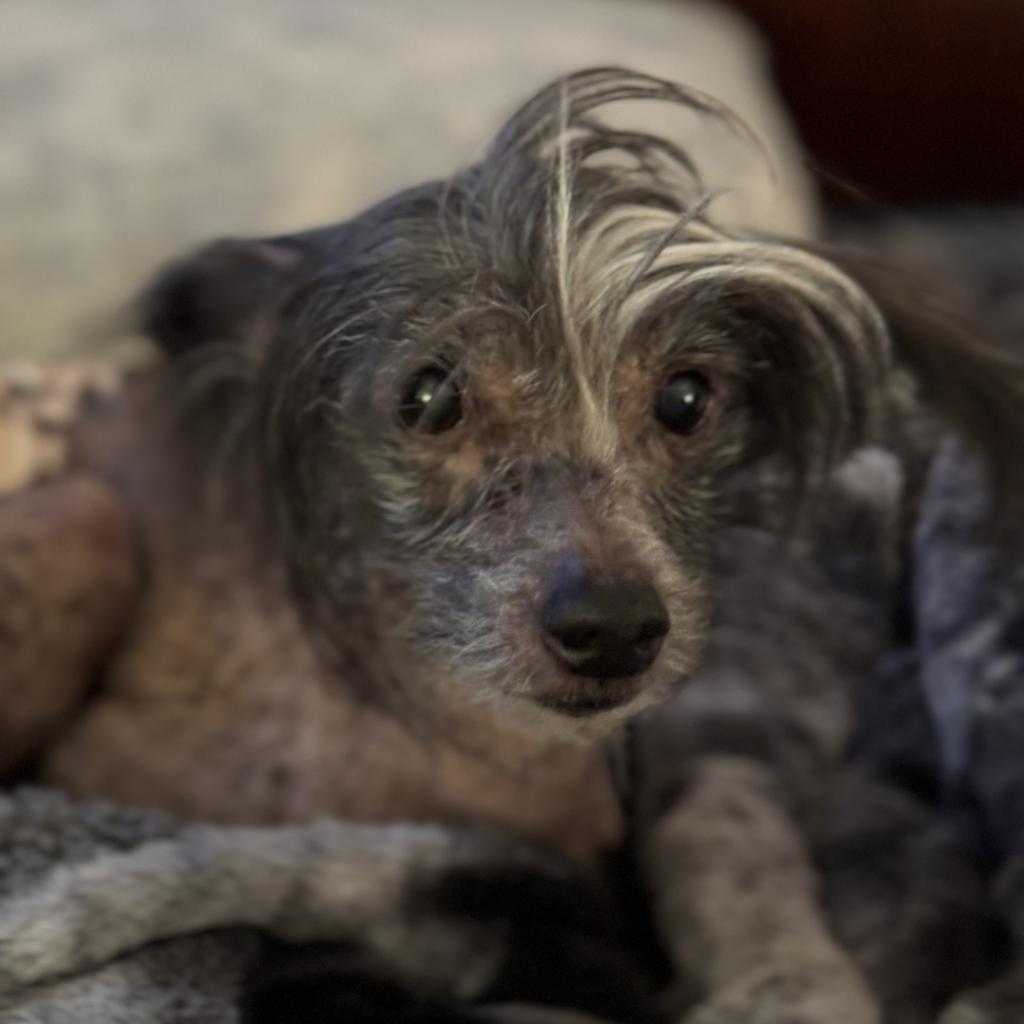 Merlin Buddy FOREVER FOSTER