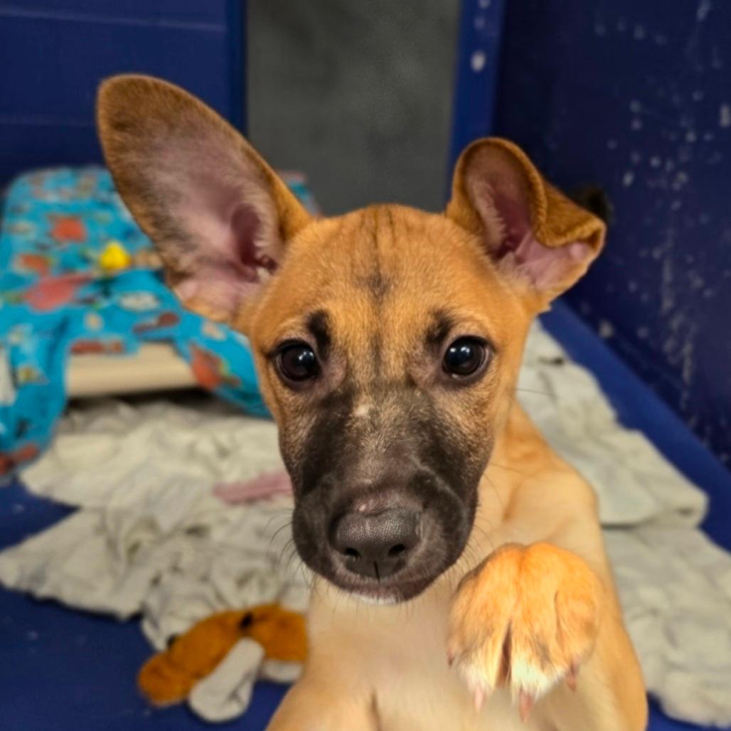 CT Vega avail Dec 20 (Sonny's Place- Somers, CT)