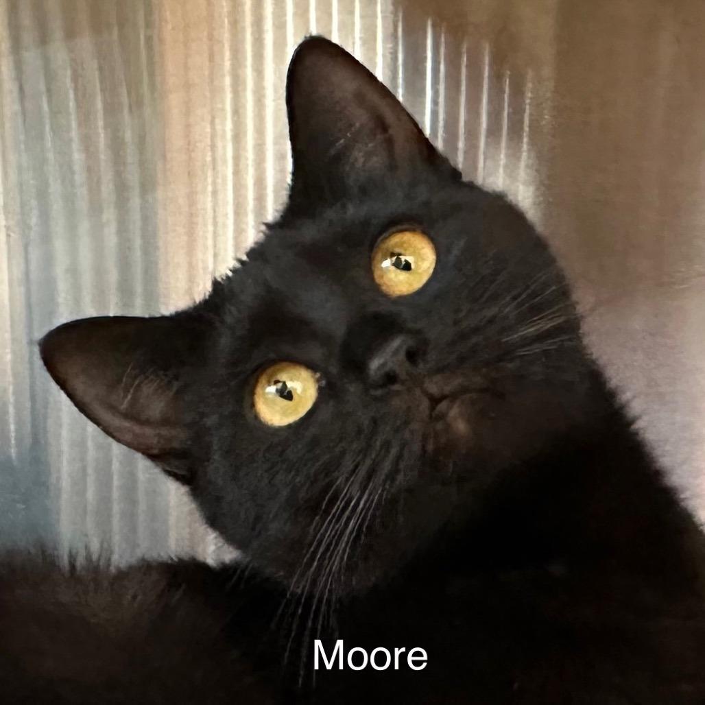 Moore