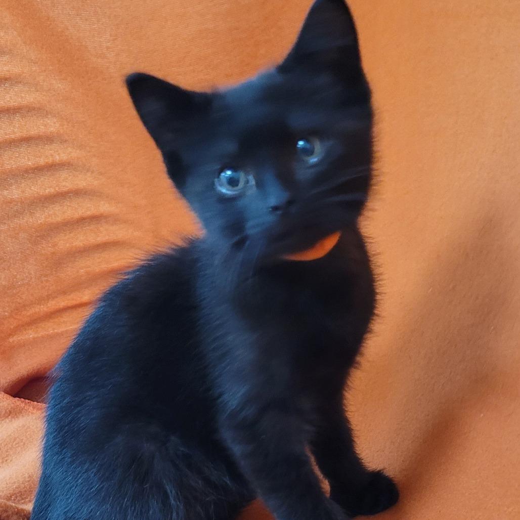 Gabe (orange collar)