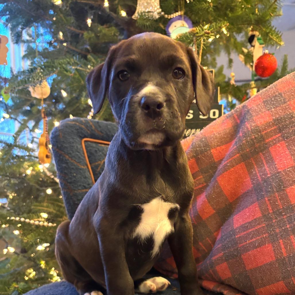 NY Scout Avail Dec 20 (Tractor Supply Patterson)