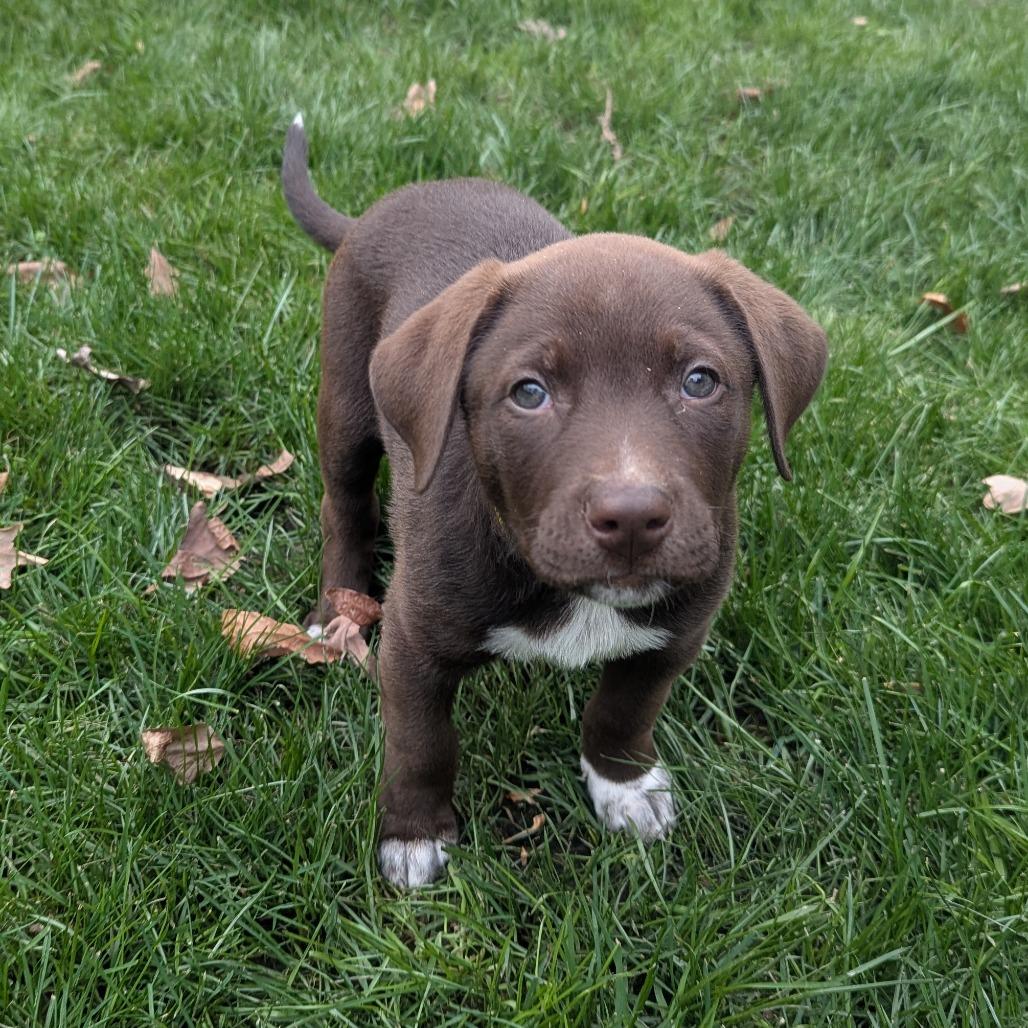 Galahad Princess Pup