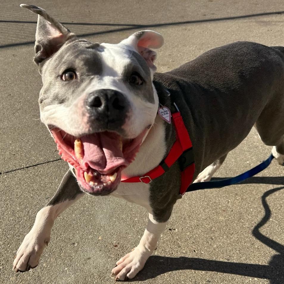 Polo *Fee Waived*-In Foster-See my video!!