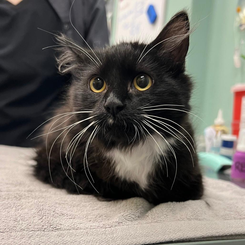 Stray 12/20 A64462 (Confetti)