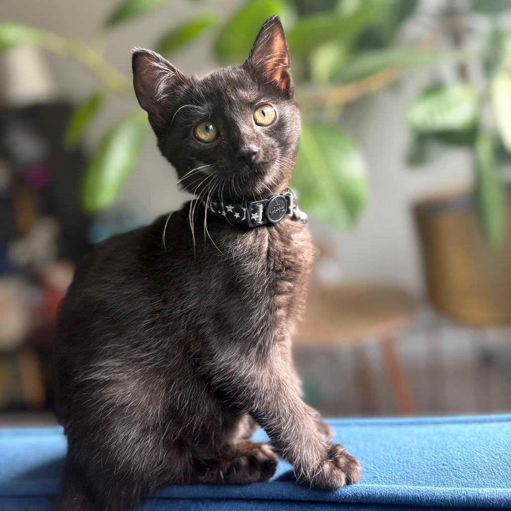 Pepper - fka Bean (Cob BB 1)