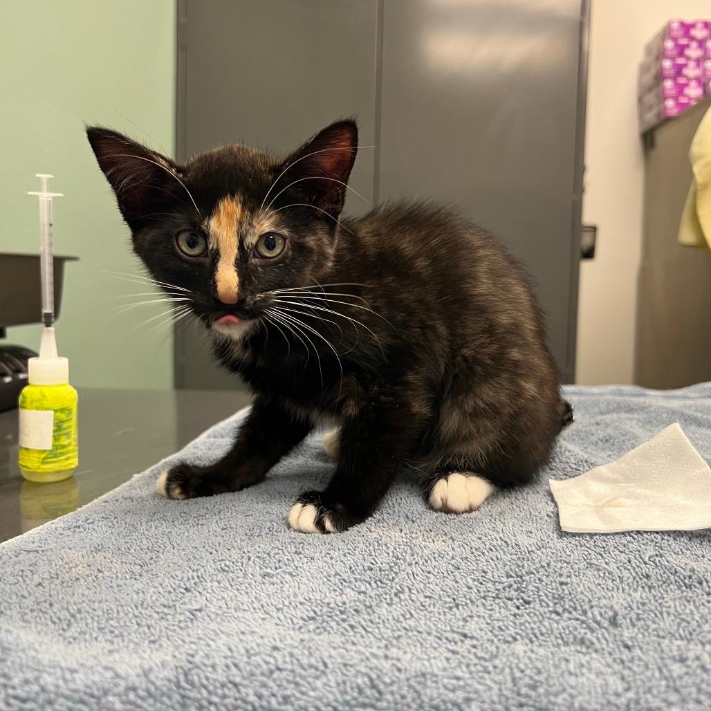 Stray ST Kit  A64456