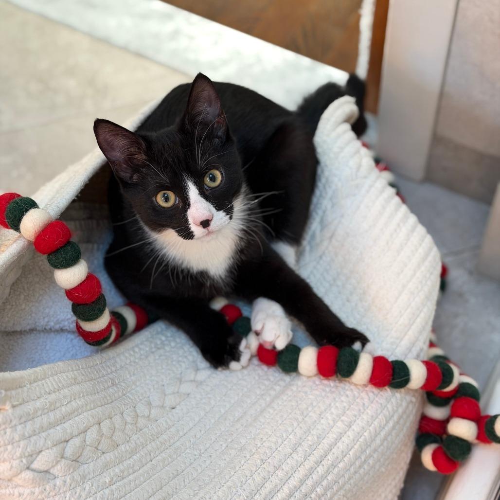 Peanut Iranistan Kitten 