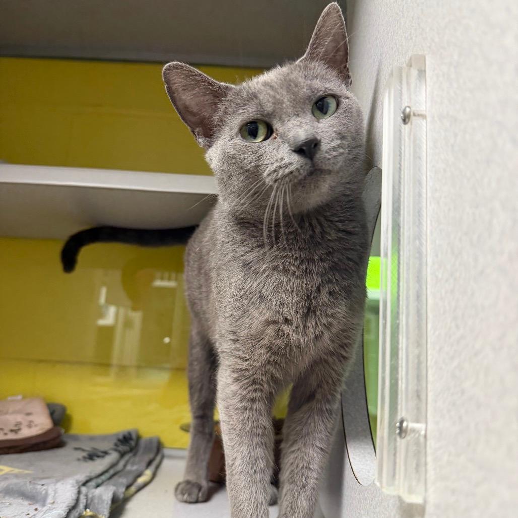 Sugar Cookie Martini