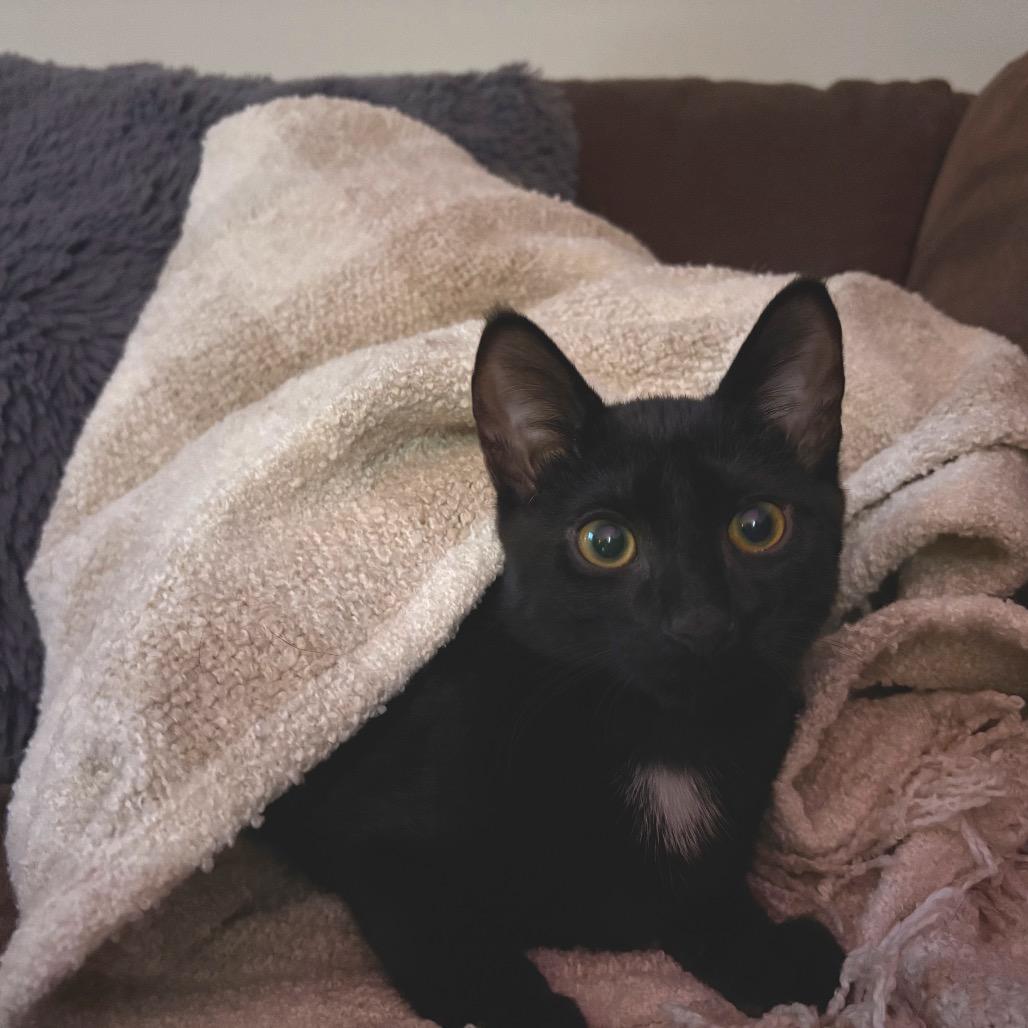 Jasper - fka Sprout (Cob BB 2)