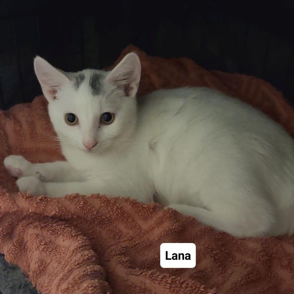 Lane (Westmere Kitten I)