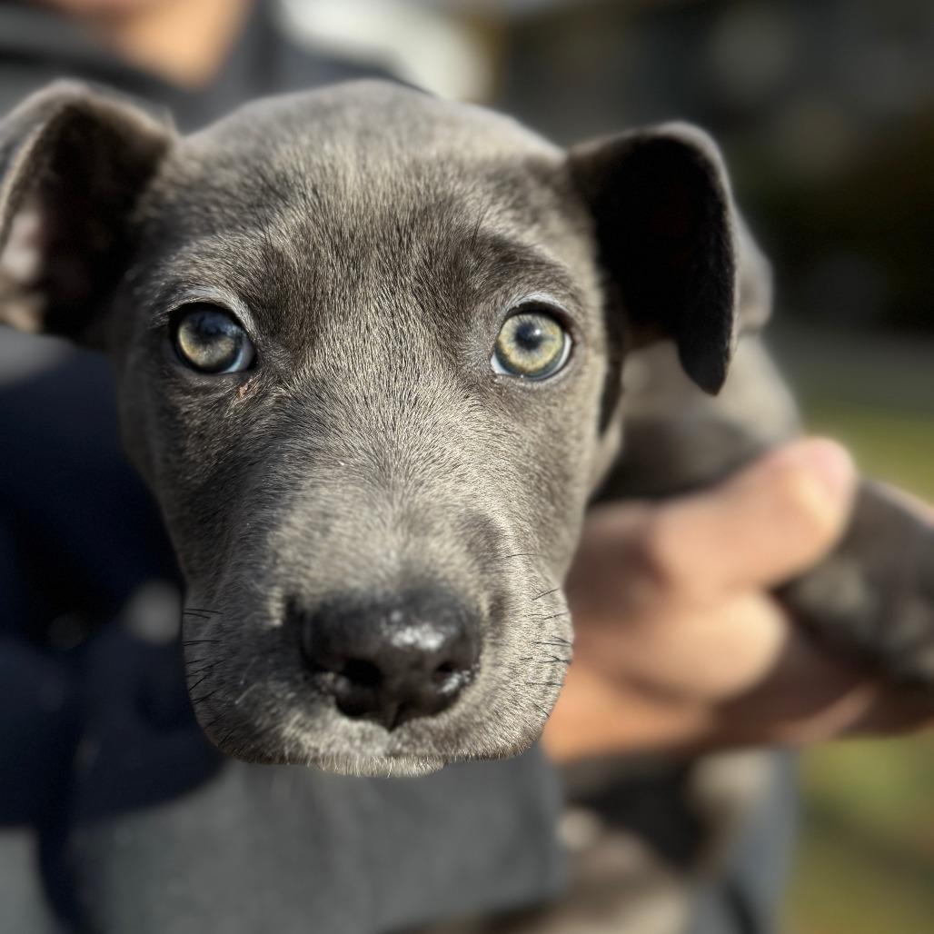 NY Olive Avail Dec 27 (Tractor Supply - Patterson)