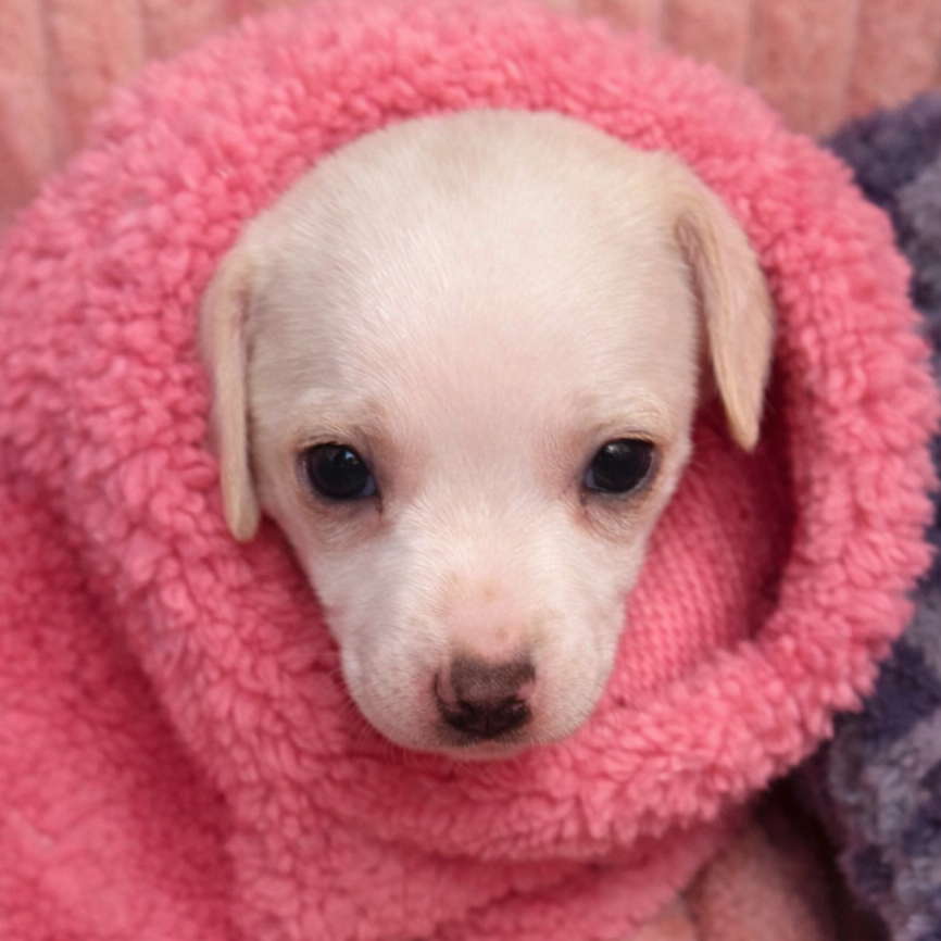 Celina (Odessa Puppy 2)