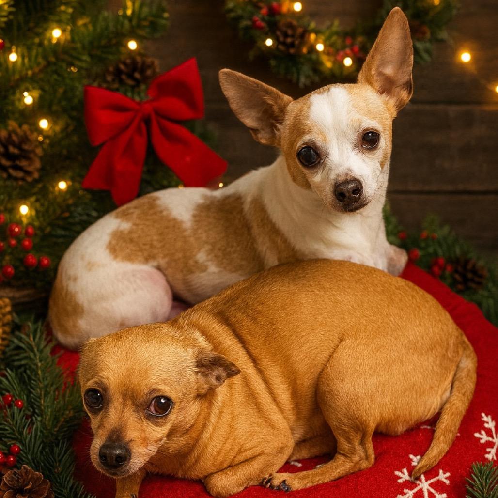 Turk-E (Bonded with Hammy)