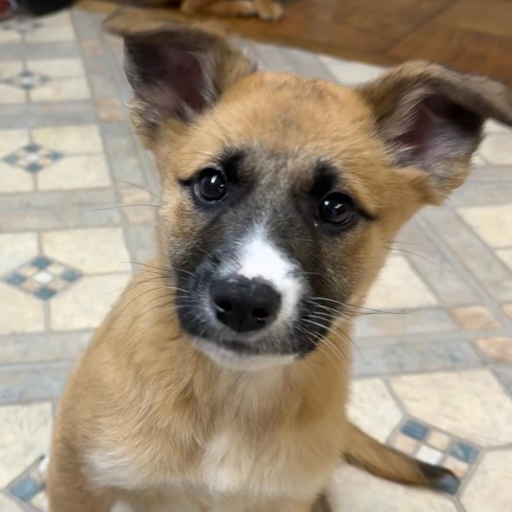 NY Tamina Avail Dec 27 (Tractor Supply - Patterson)