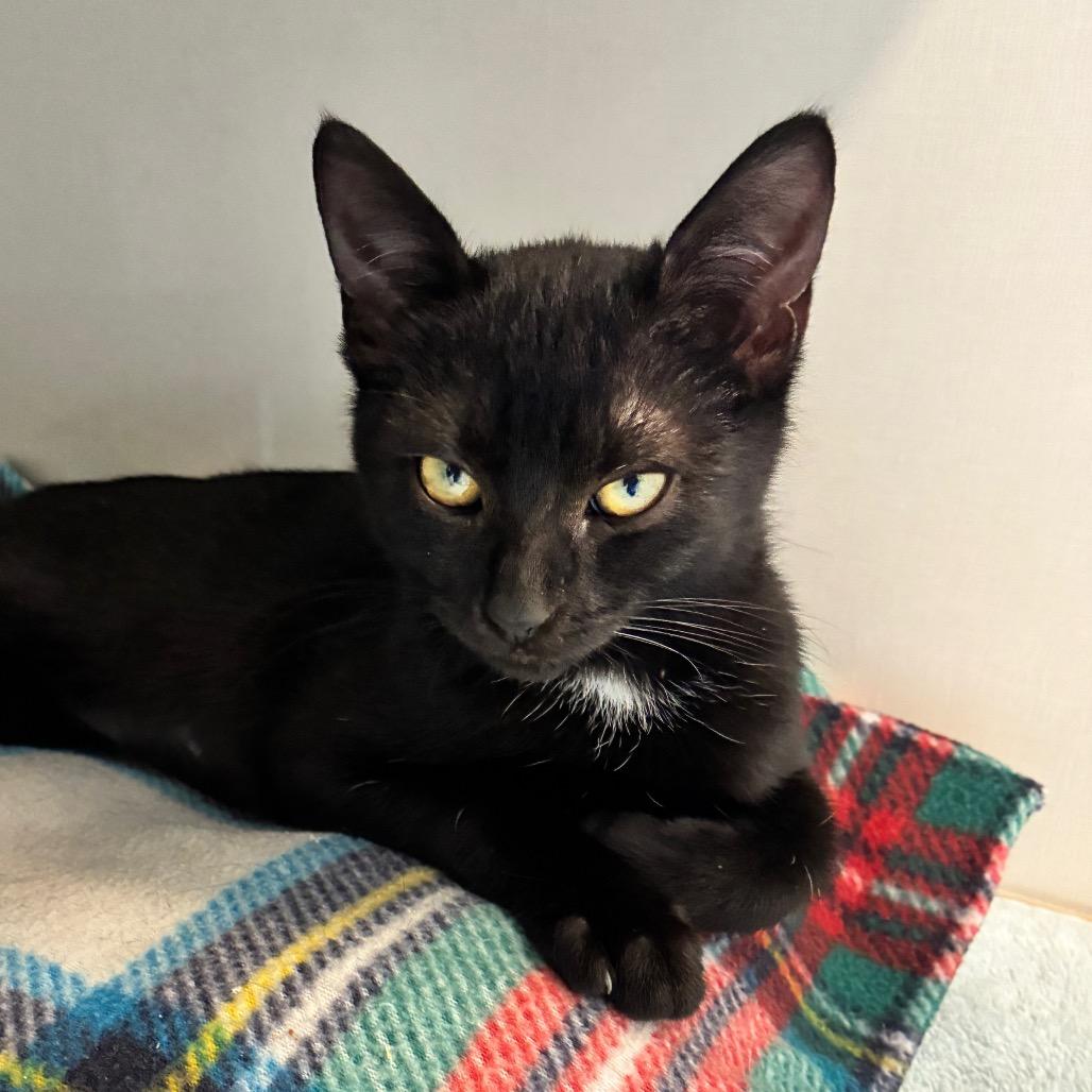 Stella (Teal collar)